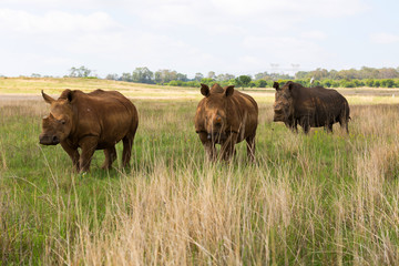 Fototapeta na wymiar Three Rhinos in a row