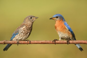 Eastern Bluebirds (Sialia sialis)