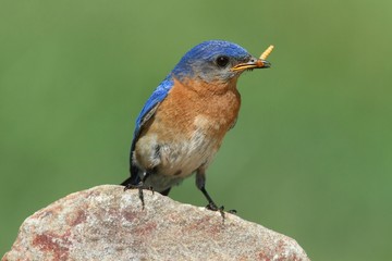 Male Eastern Bluebird