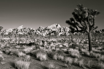 Joshua Tree National Park in Black and White