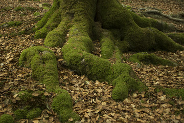 Mousse sur racine d'arbres en forêt
