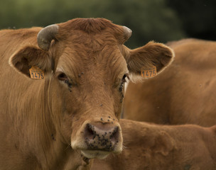 Vache dans un champ