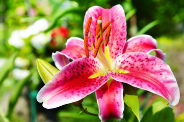 Blooming Lilium in the garden