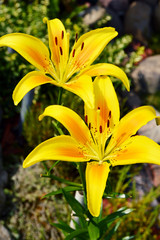 Obraz premium Blooming Lilium in the garden