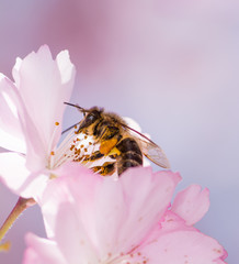 Honeybee Collecting Pollen