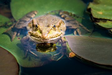 Green Frog