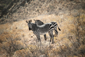 Fototapeta na wymiar Mountain Zebras