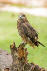golden eagle
