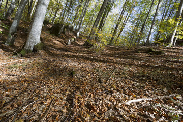 Low angle view of tall trees