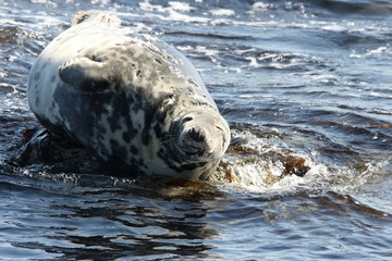 foca isole farne scozia