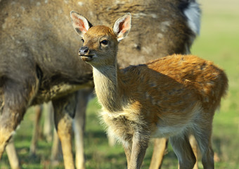 Spotted deer