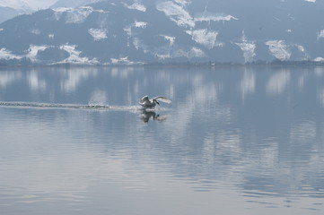 Schwan landet im See