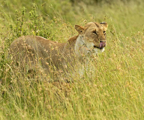 Lions Masai Mara