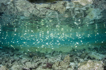Damselfish Schooling Over Reef