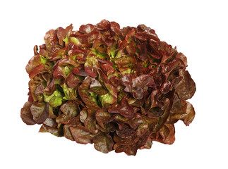 salade feuille de chêne rouge