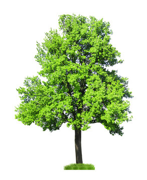 Fototapeta Single big tree isolated on white