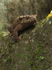 Wild toad