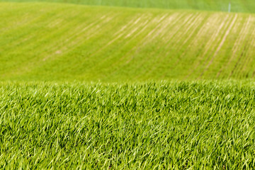 Green wheat field