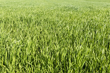 Green grass texture from a field