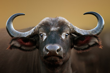 Portret van Afrikaanse buffelkoe