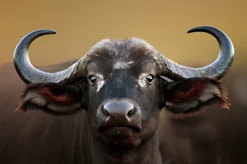 Foto op Plexiglas Portret van Afrikaanse buffelkoe © JohanSwanepoel