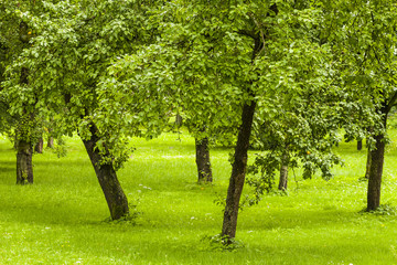 Fototapeta na wymiar Orchard, fruit trees standing in the orchard.