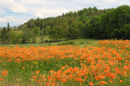 Tiger Lilies In The Rural Field