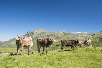 Obraz premium Kühe auf der Alm