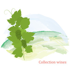 Illustration, grapevine and grapes clusters