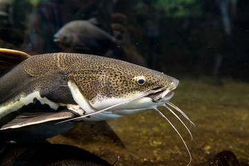 red tail catfish - Phractocephalus hemioliopterus