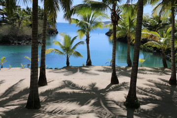 Palm trees in Fiji