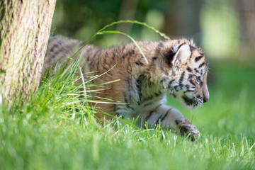 Tigerbaby (Panthera tigris)