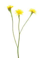 Leontodon autumnalis flower