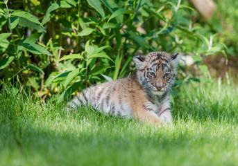 Tigerbaby (Panthera tigris)