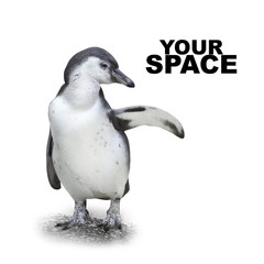 Funny penguin showing space for your text or picture.