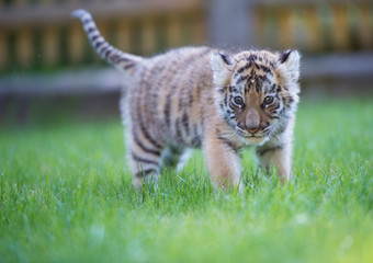 Obraz premium Tigerbaby (Panthera tigris)