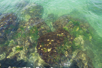 Naklejka na ściany i meble Sea moss on the rocks