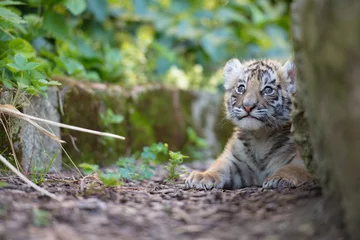 Fototapete Tiger Tigerbaby (Panthera tigris)