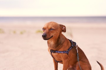 Toy terrier sitting on the beach