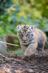 Naklejka na ściany i meble Tigerbaby (Panthera tigris)