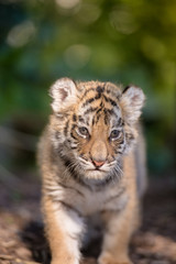 Obraz na płótnie Canvas Tigerbaby (Panthera tigris)