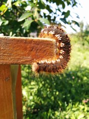 Fluffy caterpillar