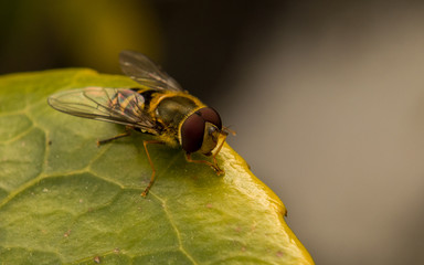 A Hoverfly