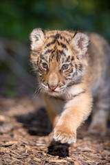 Naklejka na ściany i meble Tigerbaby (Panthera tigris)
