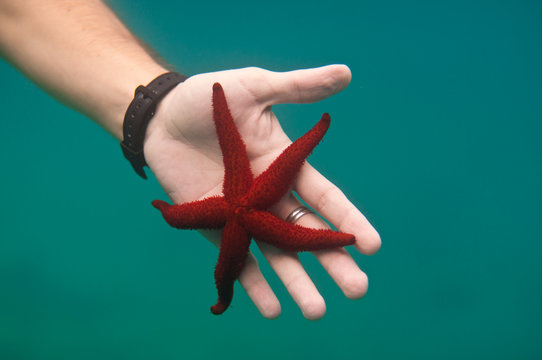 Starfish on the hand underwater