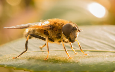 A Hoverfly