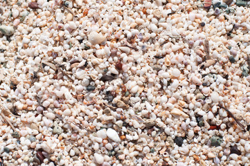 Beach-Small-Shells-Sand