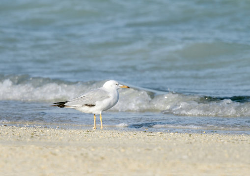 Beautiful white headed seagull near the sea