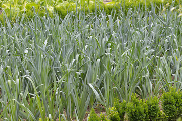 onion crop green ecological