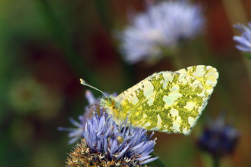 Mariposa blanquiverdosa moteada, Sauceda, Hurdes, España